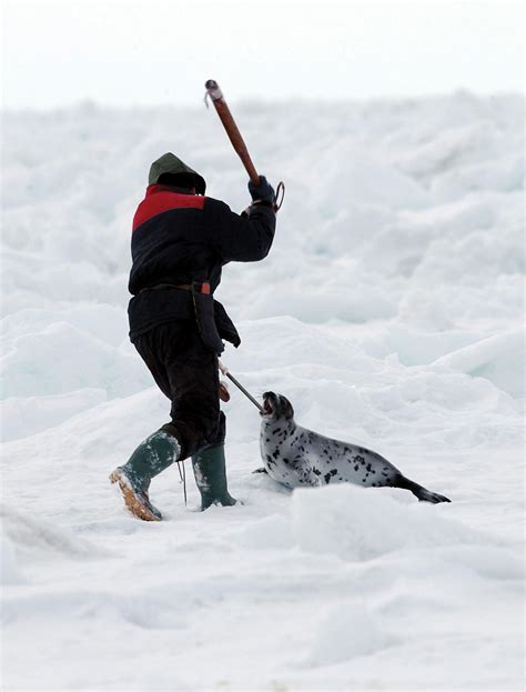 Seal Hunting