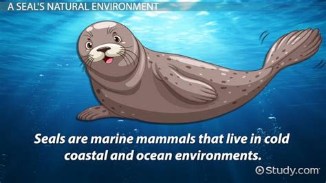 Seal Physical Adaptations