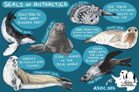 Seal physiology