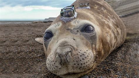 Seal predators