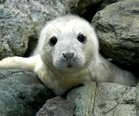 Chris Chambers Seal pup and its mother