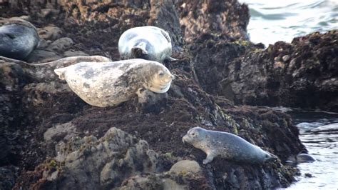 Seal Social Behaviors