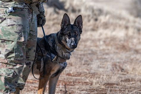 Security Forces Canine Handlers