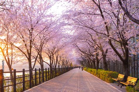 Seoul Cherry Blossoms