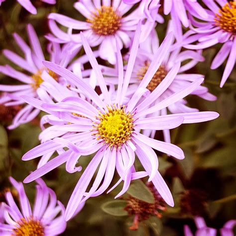 September birth flower - Aster