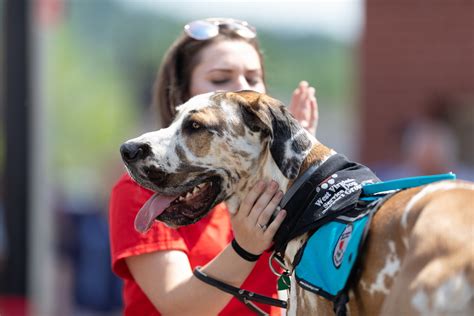 Service dog trainer training a dog