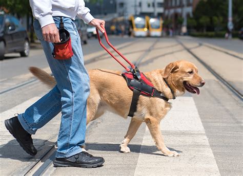 Service dog trainer working with a child