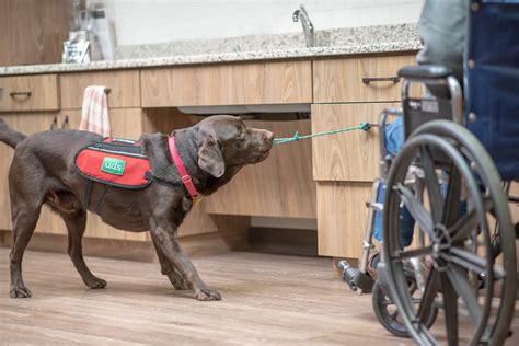 Service dog trainer working with a client