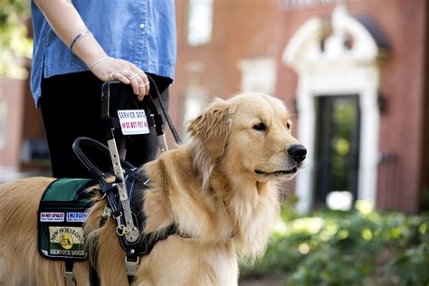 Service dog trainer working with a dog