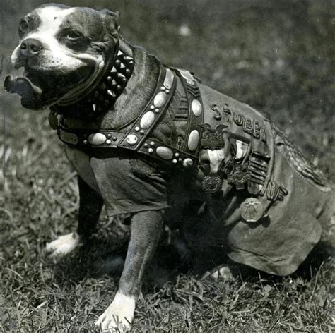 Sgt. Stubby, a Boston Terrier, was a decorated war hero