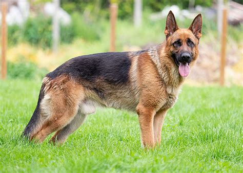 A shepherd dog breed