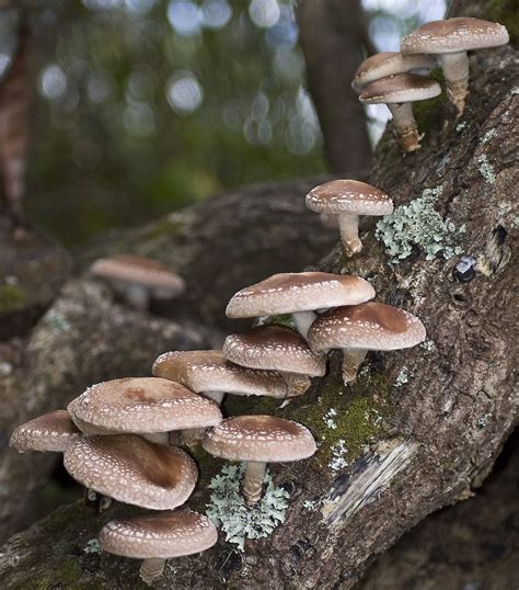 Description of Shiitake Mushroom