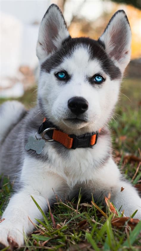 Siberian Husky