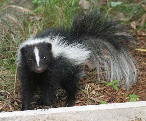 A skunk adapting to a new environment