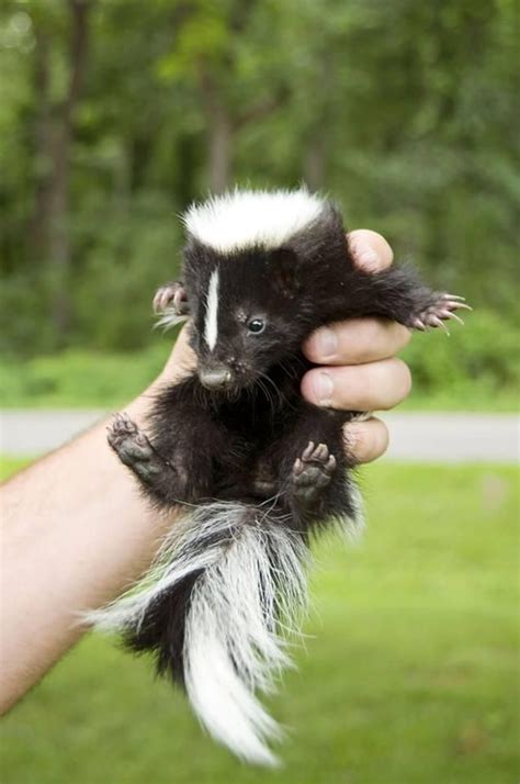 A skunk with a cute expression