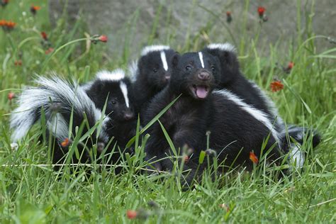 A skunk family snuggled up together in their den