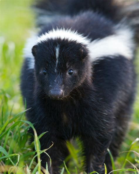 A skunk figuring out how to open a puzzle toy