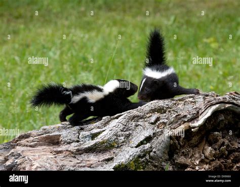 A playful skunk kit playing with a ball of yarn