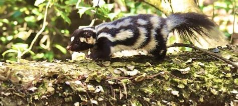 A skunk using tools to help it forage for food