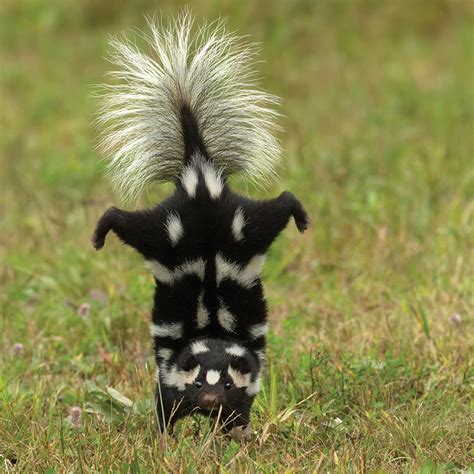 A skunk showing off its bold stripes