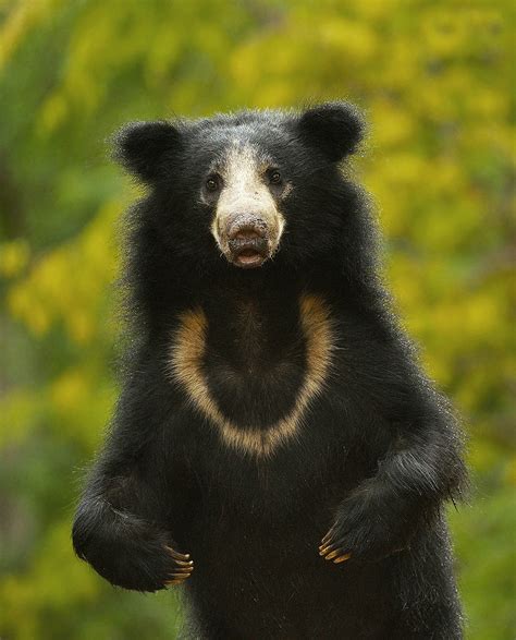 Sloth bear in the trees