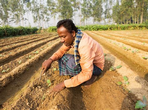 Smallholder Farmers