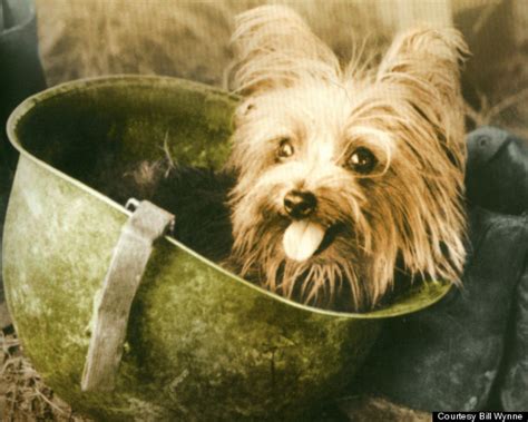 Smoky, a Yorkshire Terrier, was the smallest war dog in World War II