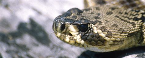 Snake Venom