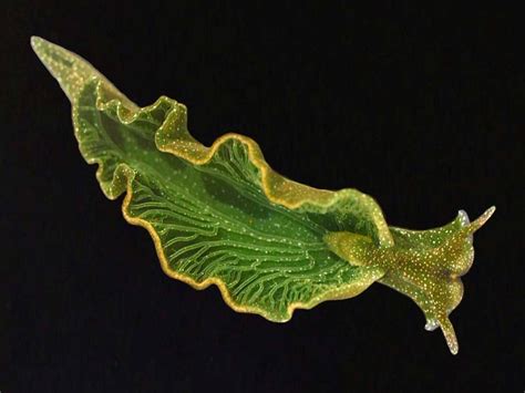 Solar-powered sea slug