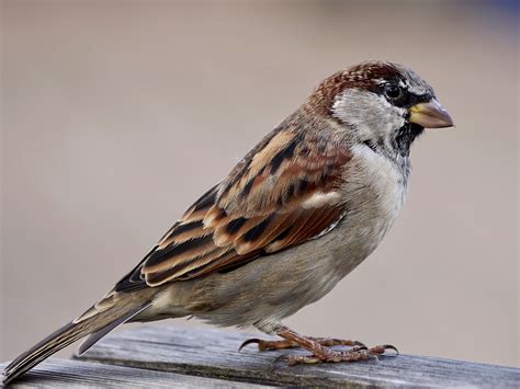 Sparrow bird image