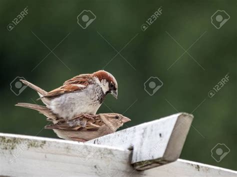 Sparrow Breeding Habits