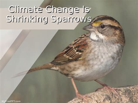 Sparrow climate change