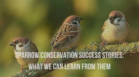 Sparrow conservation efforts