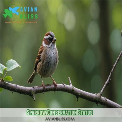 Sparrow conservation status