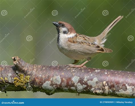 Sparrow Courtship