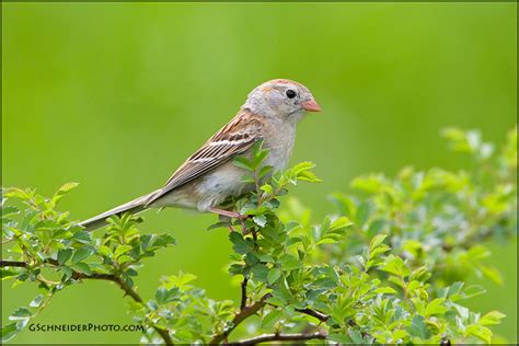 Sparrow habitat