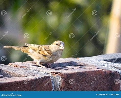 Sparrow habitat destruction