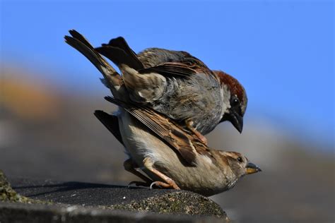 Sparrow Mating Behavior