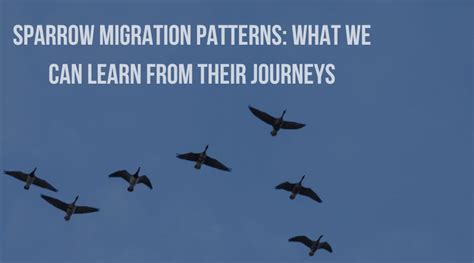 Sparrow migration patterns