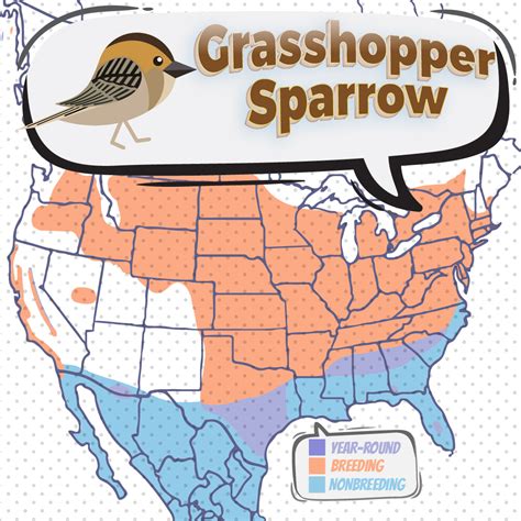 Sparrow migration routes