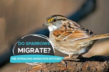 Science behind sparrow migration