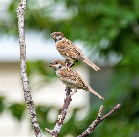 Sparrow Pair Bond