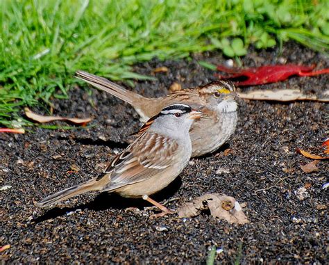 Sparrow Pair Forming