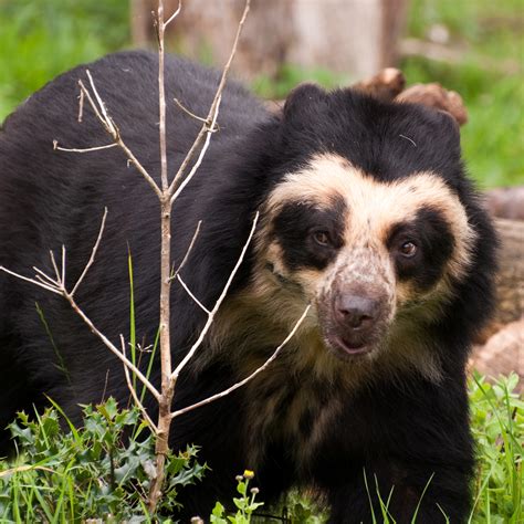 Spectacled bear in the Andes