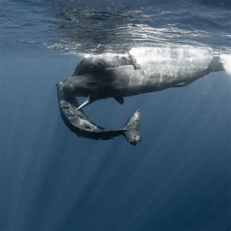 Sperm Whale