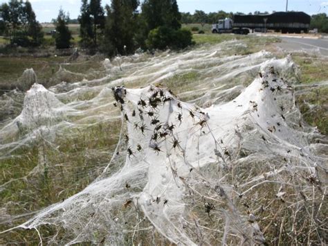 Spiders falling from the sky