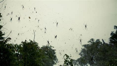 Spiders falling from the sky