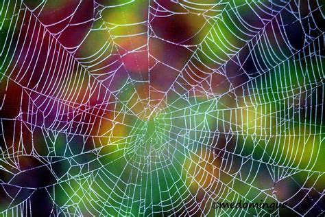 Spider webs covering buildings