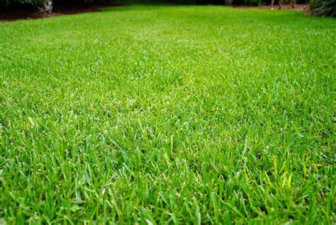 St Augustine Grass Advice