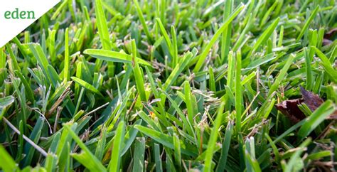 St Augustine Grass Care